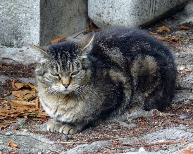 Photo de Chat domestique