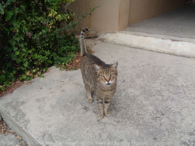 Photo de Chat domestique