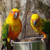 Photo de Conure soleil