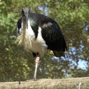 Photo d'Ibis