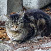 Photo de Chat domestique