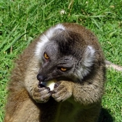 Photo de Lmurien - lmur macaco