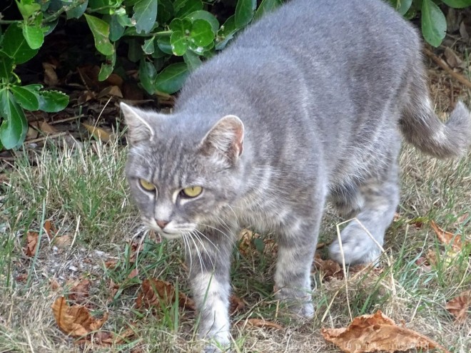 Photo de Chat domestique