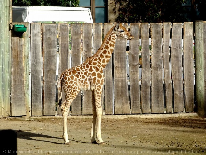 Photo de Girafe