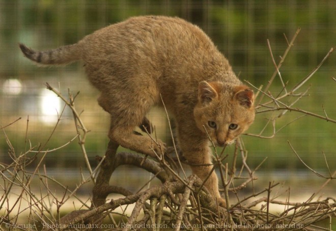 Photo de Chat des marais