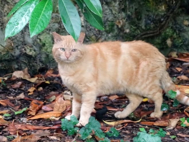 Photo de Chat domestique