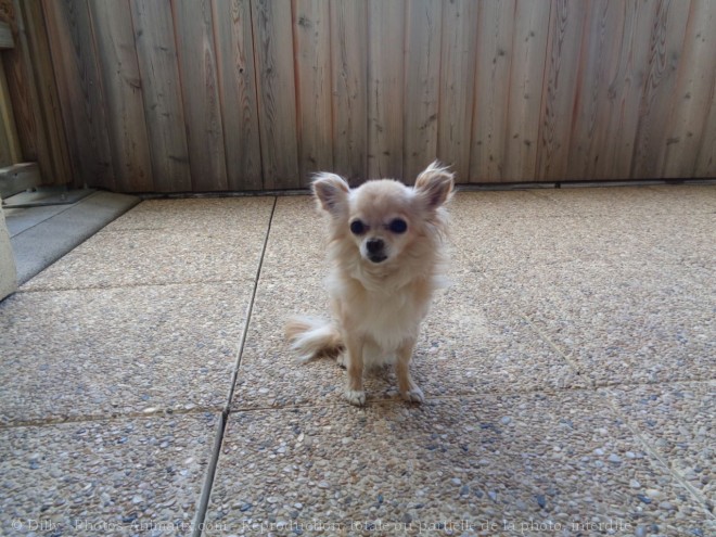 Photo de Chihuahua  poil long