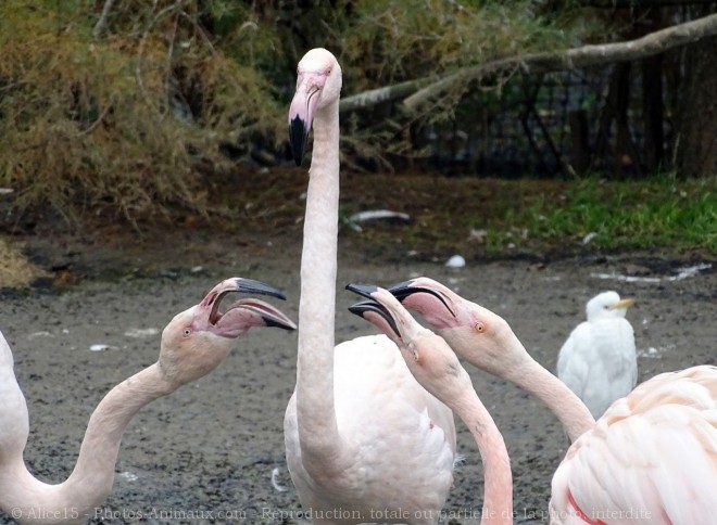 Photo de Flamand rose