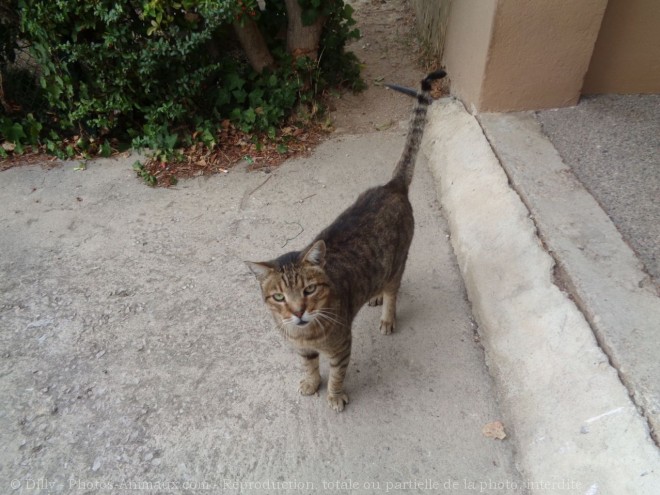 Photo de Chat domestique