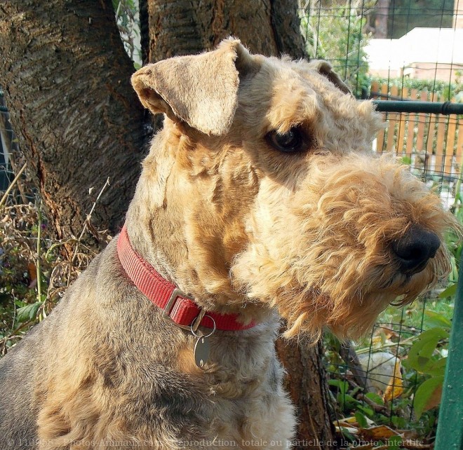 Photo d'Airedale terrier