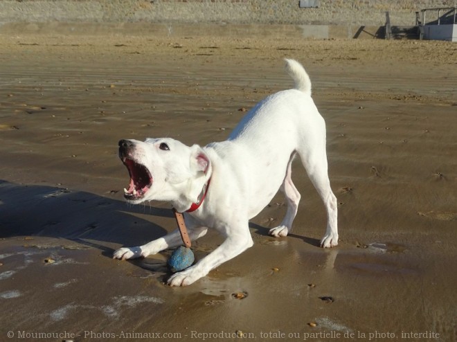 Photo de Jack russell terrier