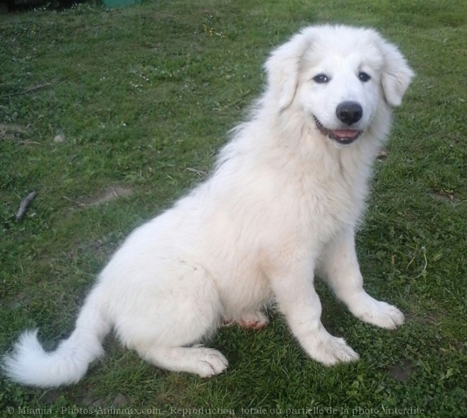 Photo de Chien de montagne des pyrnes