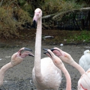 Photo de Flamand rose