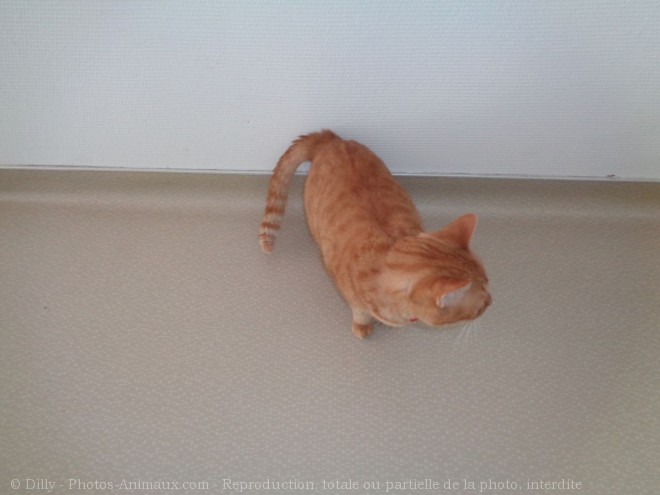 Photo de Chat domestique