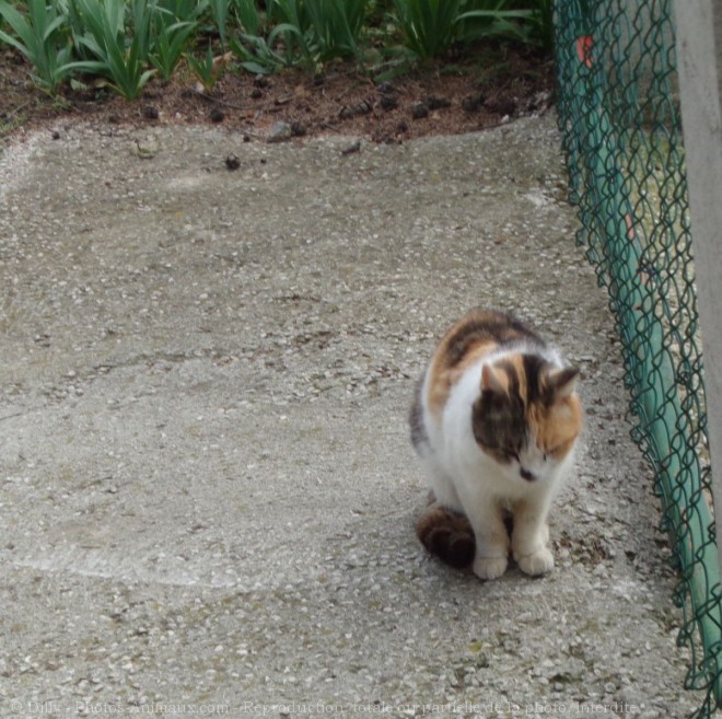 Photo de Chat domestique