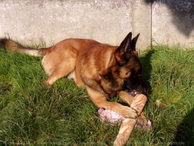 Photo de Berger belge malinois