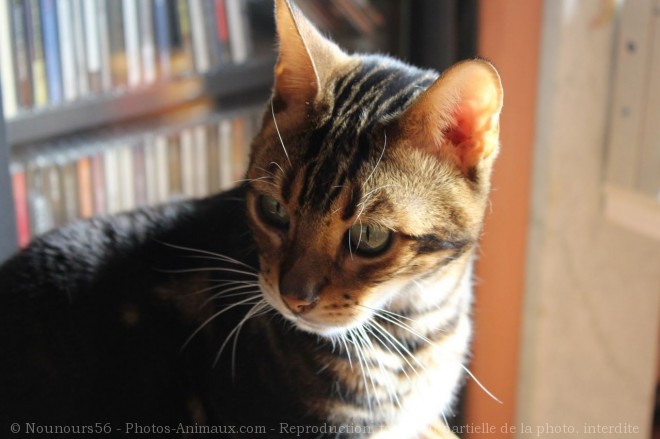 Photo de Bengal