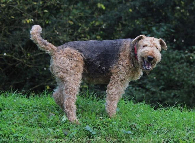 Photo d'Airedale terrier