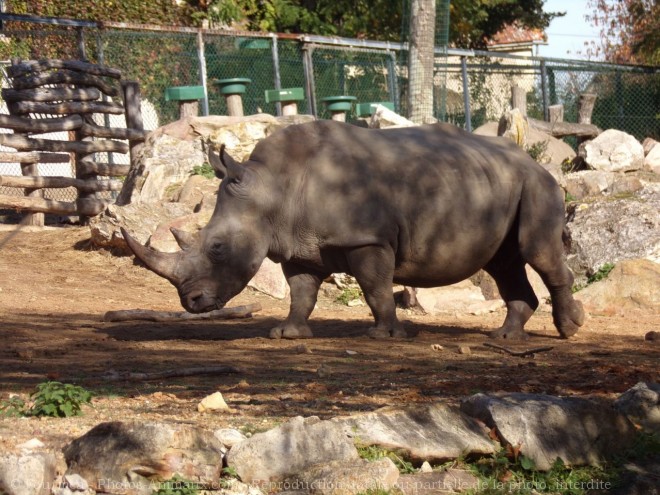 Photo de Rhinocros