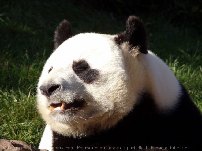 Photo de Panda