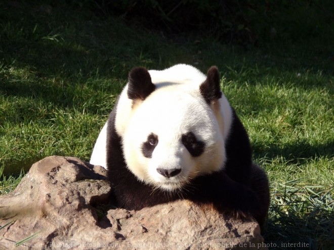 Photo de Panda