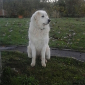 Photo de Chien de montagne des pyrnes