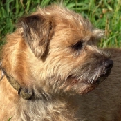 Photo de Border terrier