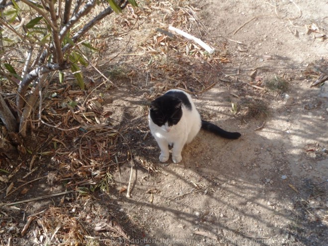 Photo de Chat domestique