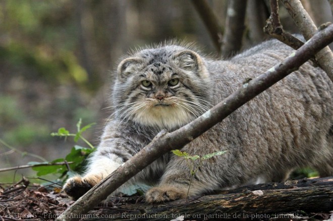 Photo de Chat de pallas