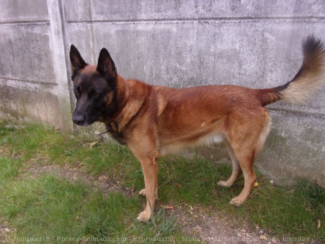 Photo de Berger belge malinois