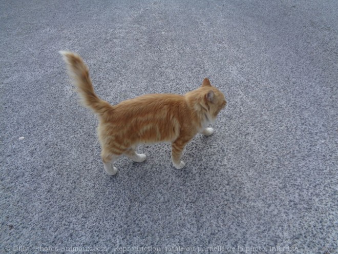 Photo de Chat domestique