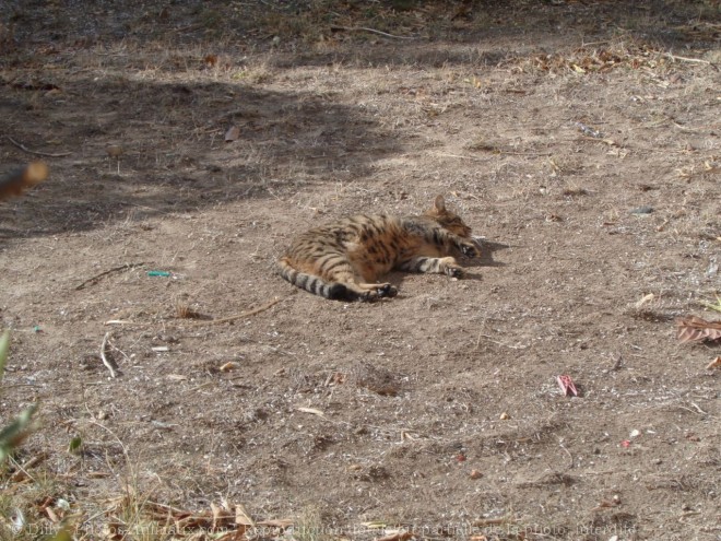 Photo de Chat domestique