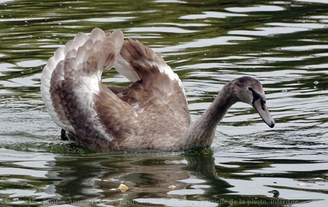 Photo de Cygne