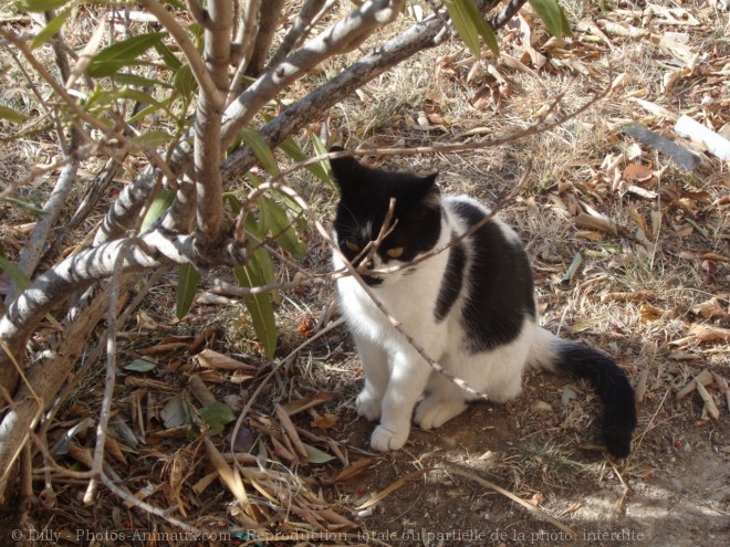 Photo de Chat domestique