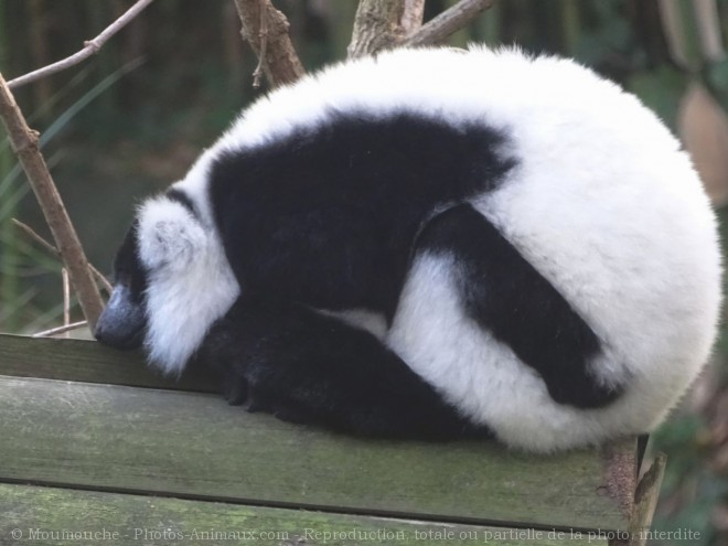 Photo de Lmurien - maki vari noir et blanc