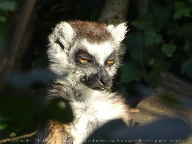 Photo de Lmurien - maki catta