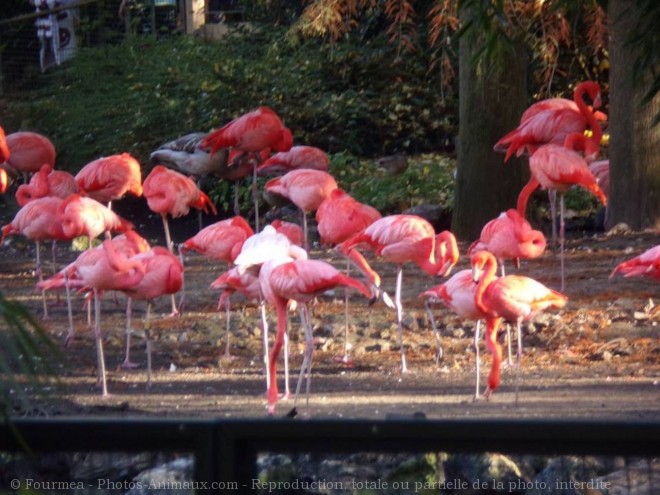 Photo de Flamand rose