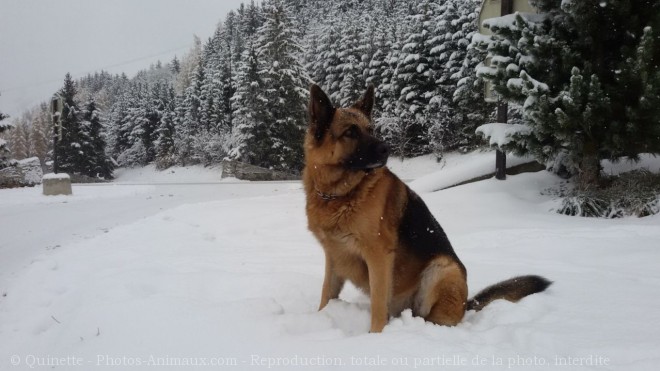 Photo de Berger allemand  poil court