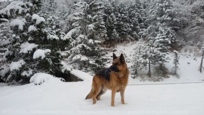 Photo de Berger allemand  poil court