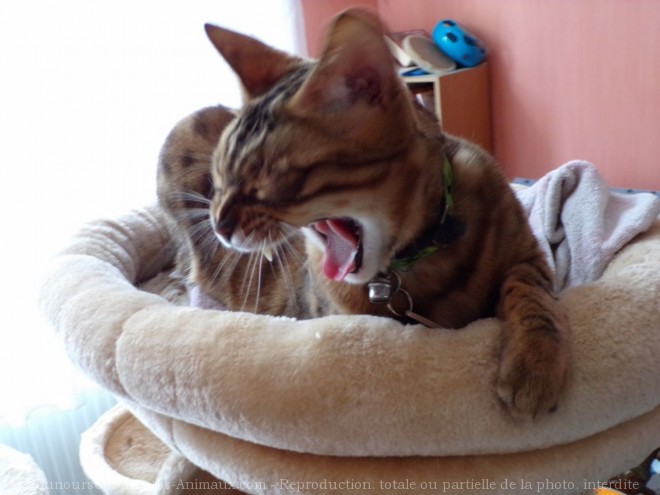 Photo de Bengal