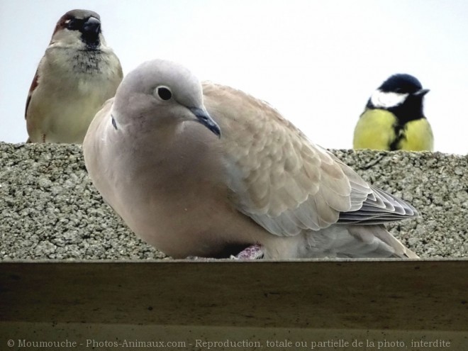 Photo de Races diffrentes