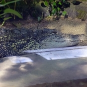 Photo de Crocodile