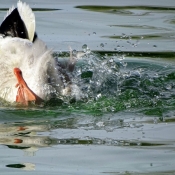 Photo de Canard colvert