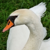 Photo de Cygne