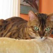 Photo de Bengal