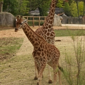 Photo de Girafe