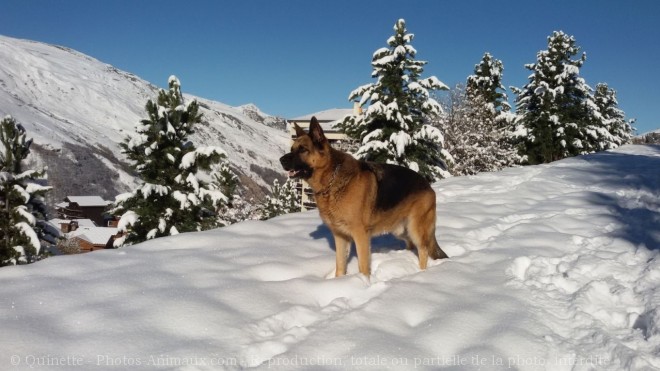 Photo de Berger allemand  poil court