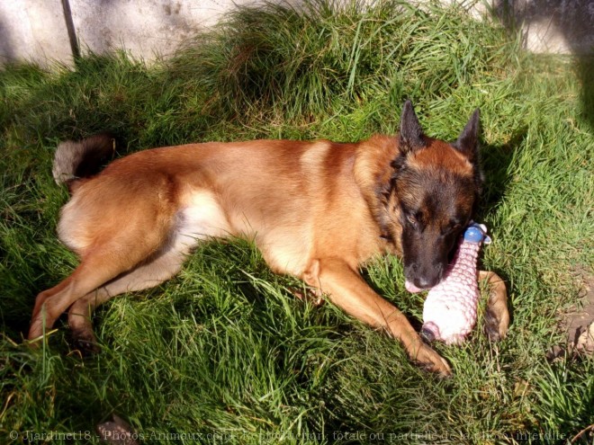 Photo de Berger belge malinois