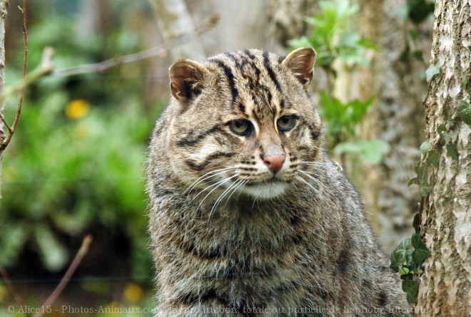 Photo de Chat viverrin  (pcheur)