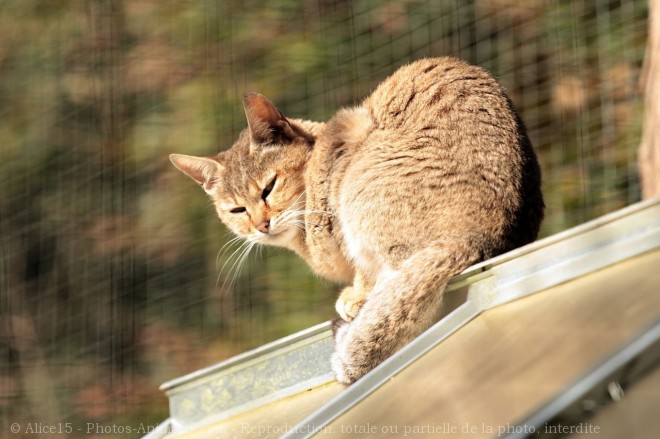 Photo de Chat de gordoni